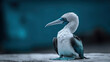 Cute blue footed booby on the rock on blurred blue background with copy space, generative AI