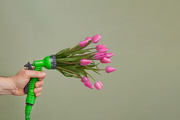 watering plants, plant watering nozzle with tulips on green background, gardening concept