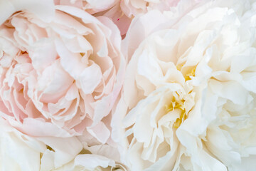 Wall Mural - beautiful aromatic fresh blossoming tender pink peonies texture, close up view. romantic background
