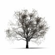 © Enea - Dogwood tree silhouette white background