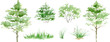 © Yevheniia Poli - Vector watercolor  tree side view isolated on white background, Forest trees illustration EPS, Green pine, blue spruce, lush ash, beige bush, Set of hand drawn trees