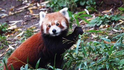 Poster - red panda eats green bamboo leaves