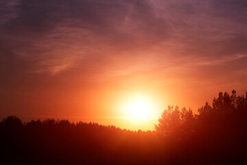 Wall Mural - Silhouette pine forest against background bright orange sunset.