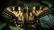 Giant Swallowtail Butterfly in Crisp Detail PNG Image.