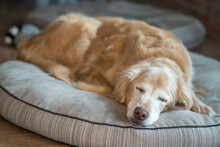 Senior Golden Retriever Resting On A Dog Bed