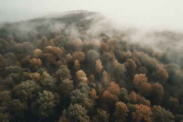  Aerial view of foggy forest with trees in the background. Generative AI