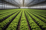 Fototapeta Mosty linowy / wiszący - A striking image of a large greenhouse filled with rows of green plants growing in it, taken from above with a dusk background. Generative Ai
