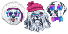 Set Of Hipster Dogs In Trendy Multicolored Mirror Sunglasses, Star Disco Bichon, Lion Bichon And Harlequin Great Dane Breed