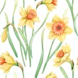 Seamless pattern with yellow watercolor flowers. Flowering daffodils on a green stem with long thin curved leaves on a white background. Painted by hand. Design for fabric, cover, wrapping paper.