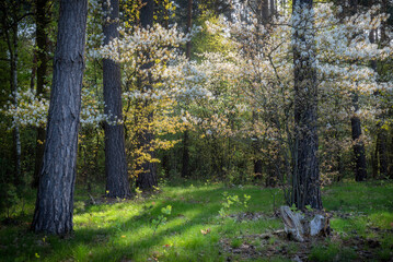 Sticker - Beautiful blossoming juneberry trees in the forest