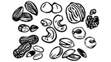 Fototapeta  - 素朴な手描きのナッツ 色々 ベクター モノクロ
