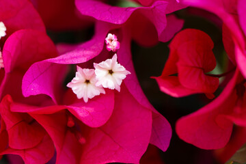 Canvas Print - Pink Bougainvillea flowers close up shot with selective focus. Blooming bougainvillea. Bougainvillea flowers as a background.Floral background. Violet bougainville flowers blooming on white wall. 