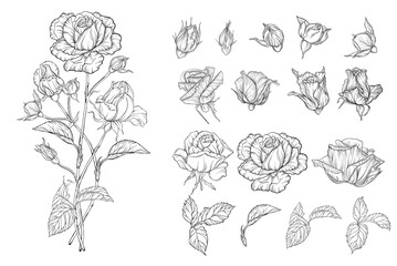 Wall Mural - Vector set of flower compositions with rose flowers