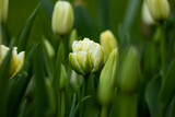 Fototapeta Tulipany - białe, kremowe pełne tulipany