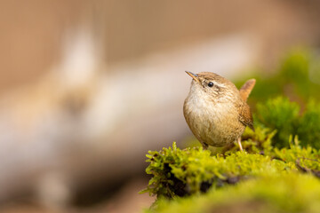 Wall Mural - Erithacus rubecula. European robin sitting on the branch in the forest. Wildlife