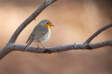 Poster - Erithacus rubecula. European robin sitting on the branch in the forest. Wildlife