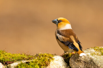 Sticker - Wild bird hawfinch (Coccothraustes Coccothraustes) portrait