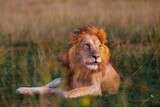 Fototapeta Sawanna - African Lion
