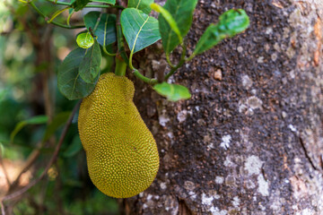 Wall Mural - Jackfruit or Pohon Nangka is the name of a kind of tree, as well as fruit. Jackfruit trees belong to the Moraceae tribe, the scientific name is Artocarpus heterophyllus. selective focus. defocus