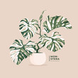 © ayunannas - lovely monstera variegata leaves illustration background
