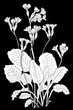 line ink drawing of primula veris (Cowslip) on black background