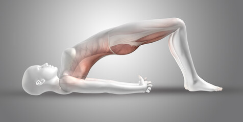 Poster - 3D female medical figure in yoga position with back muscles highlighted