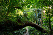 Couleuvre river hiking trail to a cascade in the tropical rain forest of Martinique island (France,Caribbean sea). Typical fresh bright green vegetation and tree trunk bridge in impressive landscape. 