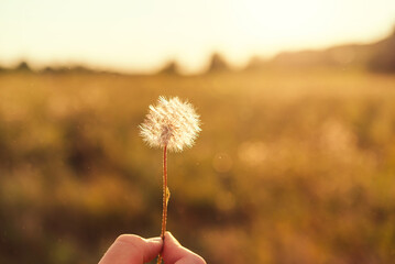 Sticker - hand holding dandelion. flower in the sun on a sunny day in the morning sunlight.	