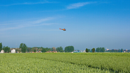 Wall Mural - green wheat growing in a field with helicopter and agriculture countryside.