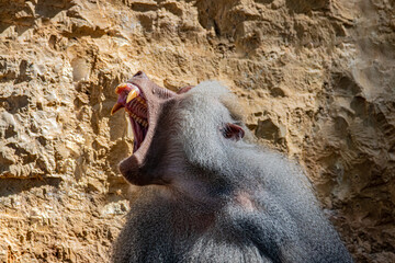 close-up portrait of a baboon