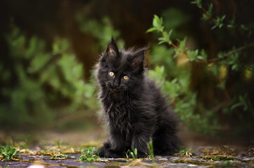 Wall Mural - beautiful black maine coon kitten sitting outdoors