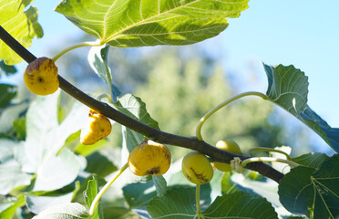 Poster - figs eaten by sparrows