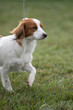 © Kyle - Nederlandse Kooikerhondje dog competing in a conformation event at a dog show in New York