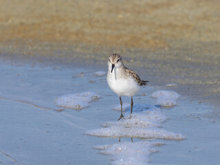 Wall Mural - A Little Stint standing in the water at the beach