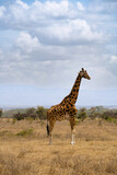 Fototapeta Sawanna - Wildlife in Nakuru National Park, Kenya
