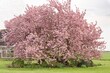 Japanischer Kirschbaum - riesiges Format 
