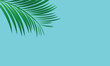 palm tree background