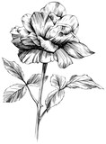 Fototapeta Perspektywa 3d - Rose flower isolated on white. hand drawn vintage .