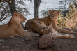Three lionesses lie in shade under bush