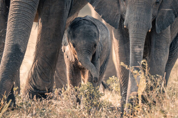 three african bush elephants walk toward camera