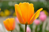 Fototapeta Tulipany - colorful blooming tulips in the garden
