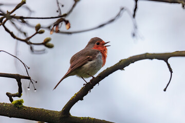 Wall Mural - A robin sits on the branches of a tree on a rainy day and sings