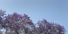 Flowering Jacaranda Tree (Jacaranda Mimosifolia) In Funchal