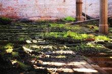 Fresh Green Plants Growing On The Ground Of Burnt Building