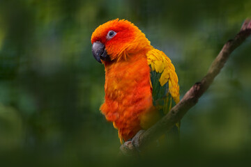 Sun parakeet or sun conure, Aratinga solstitialis, parrot native to northeastern South America. Orange red parrot in the green forest vegetation, Venezuela in South America, nature wildlife.