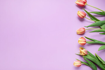 Wall Mural - frame of tulips on a lilac, purple background. copy space.