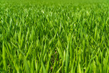 Fototapeta  - Green wheat field. Green background with wheat