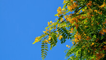 Peltophorum Africanum Or African Yellow Flamboyant, Weeping Wattle Tree Branch With Yellow Flowers On A Blue Sky Background.It Is Native To Africa South Of The Equator.Selective Focus.