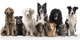 Fototapeta Dziecięca - A group of different breed dogs isolated on white background - Generative AI