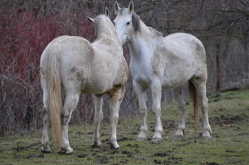 Canvas Print - Pair of white horses in the pasture